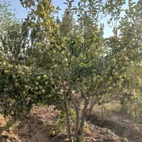 باغ ۱۰۰۰متری کریم آباد