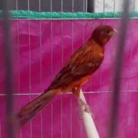 سیستم ماشین معاوضه با پرنده