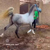 اسب عرب یه سر مصری
