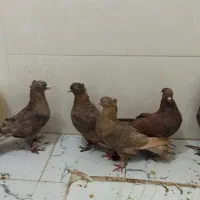 کبوتر|پرنده|شاهینشهر, شهرک هشت بهشت|دیوار