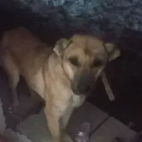 سگ ماده|سگ|سارال, |دیوار