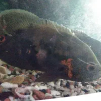 ماهی گوشت خوار