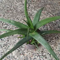 فروش گیاه الورا|گل و گیاه طبیعی|چابهار, |دیوار