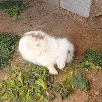 جوجه خرگوش لوپ