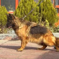 ژرمن شپرد موبلند بالغ