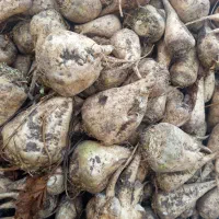 چغندر قند|عمده‌فروشی|میاندوآب, |دیوار