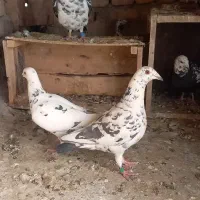 یک جفت کله سلیمانی