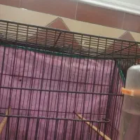 یک عدد قناری