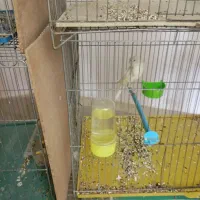 قناری ماده سوپر|پرنده|پیر بکران, |دیوار