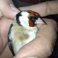 سهره نر چهارگل|پرنده|پارس‌آباد, |دیوار