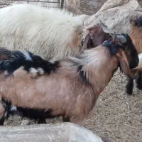 تیشتر پاکستانی دوقلویی