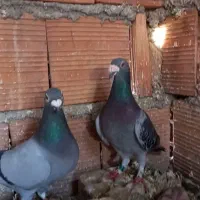 کبوتر نشسته ،فروشی،