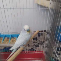 جفت مرغ عشق با قفس