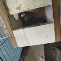 طوطی بریزیلی رنگ خاص مولد و کبوترهای زینتی خاص