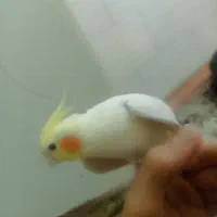 عروس هلندی سخنگو