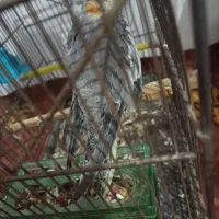 عروس هلندی دون خور نیمه رام معاوضه