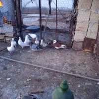 کفتر پرشی کله دار