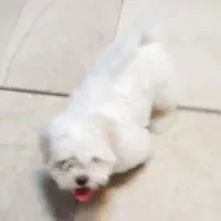 سگ شیتزو عروسکی