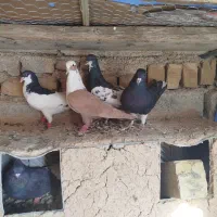 شهری بهبهانی|پرنده|برازجان, |دیوار