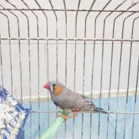 پرنده فنچ مرغ عشق کفتر گلبسر سهره