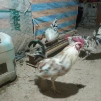 خروس گلین