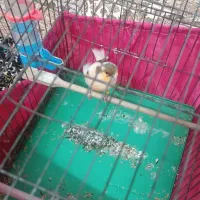 قناری ابلغ نر|پرنده|ری, تقی آباد|دیوار