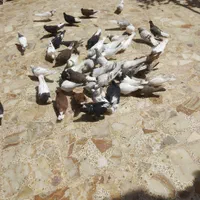 کبوتر|پرنده|اصفهان, شهرک شهید منتظری|دیوار