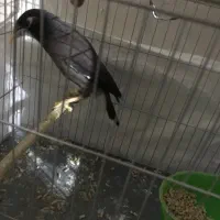 مرغ مینا رام
