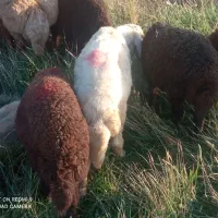 بره سه عدد قرمزا ماده سفید چشم قرمز نر پنج ماهه|حیوانات مزرعه|تبریز, |دیوار