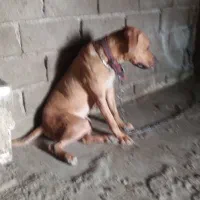 ماده پیتبول جفت خورده|سگ|اصفهان, باغ دریاچه|دیوار