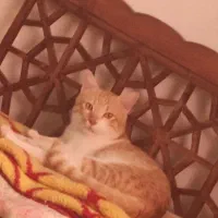 گربه گمشده|حیوانات|گرگان, |دیوار