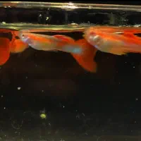 گوپی رد مولد