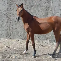 اسب|اسب و تجهیزات اسبسواری|سنندج, |دیوار