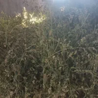 یونجه چیدن دومی خالص گول|عمده‌فروشی|خواجه, |دیوار