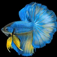 آکواریوم بزرگ خلیج فارس|ماهی|بروجرد, |دیوار