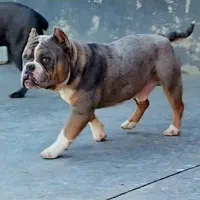 بول امریکن|سگ|بومهن, |دیوار