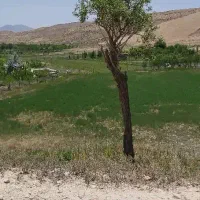 زمین کشاورزی به مساحت 2511 متر با سند تک برگی|فروش زمین و ملک کلنگی|فیروزکوه, |دیوار