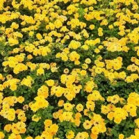 ریشه کنده رز هلندی و ساناز