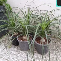 گل و گیاه،انواع گل و گیاه با قیمت باورنکردنی