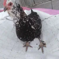 تخم مرغ گلین|حیوانات مزرعه|سرپل ذهاب, |دیوار