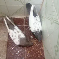 کفتر جفتی|پرنده|شیراز, شهرک والفجر|دیوار