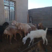 میش بره ماده چینی|حیوانات مزرعه|تربت جام, جامرود|دیوار