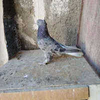 سه بهبونی بزن هوای