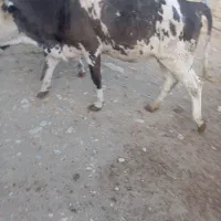 گاو گوساله نوبر سمینتال قرمز با ۴ماه ابستنی