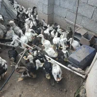 اردک گوشتی