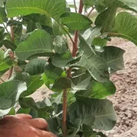نهالستان،بادام پیوندی.پسته پیوندی