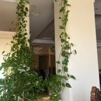چند عدد گلدان سرحال پتوس ،انجیری،قاشقی ،قلمه پتوس|گل و گیاه طبیعی|تهران, آجودانیه|دیوار