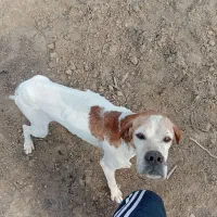 یک عددسگ انگلیسی فروشی