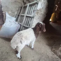 یک بره هم شیری هم دانخور