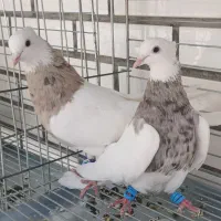 کفتر. وسیله موتور